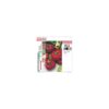 Pimiento - Imagen 9