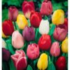 TULIPÁN DARWIN MEZCLA (500 gr) - Imagen 2