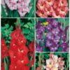 GLADIOLOS BULBOS a granel - Mezcla de COLORES variados - Imagen 2