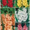 GLADIOLOS BULBOS a granel - Mezcla de COLORES variados - Imagen 3