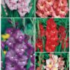 GLADIOLOS BULBOS a granel - Mezcla de COLORES variados - Imagen 4