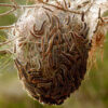 Tratamiento contra PROCESIONARIA (Pinos) - Imagen 2