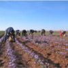 Bulbos de azafrán (Crocus Sativus Zafferano) - Imagen 2