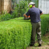 Servicio Integral de Mantenimiento de Jardines y Piscinas - Imagen 4