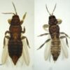 PACK Antimosquitos, Tigre y Diversos Insectos Picadores - Imagen 5