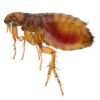 PACK Antimosquitos, Tigre y Diversos Insectos Picadores - Imagen 8