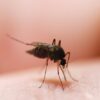 PACK Antimosquitos, Tigre y Diversos Insectos Picadores - Imagen 4