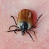 PACK Antimosquitos, Tigre y Diversos Insectos Picadores - Imagen 7