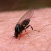 PACK Antimosquitos, Tigre y Diversos Insectos Picadores - Imagen 3