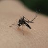 PACK Antimosquitos, Tigre y Diversos Insectos Picadores - Imagen 6