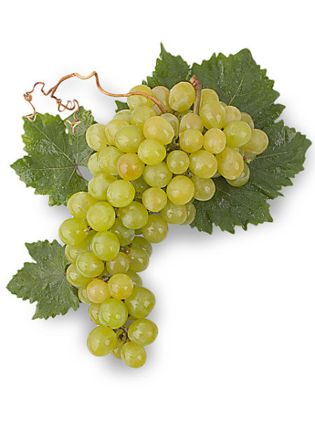 220px-Muscat_Alexandrie