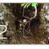 ASIR FRUIT - Micorrizas y Trichodermas  (Apto Grow) - Imagen 2