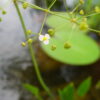 Alisma Plantago (1 Unidad) - Imagen 2