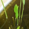 Alisma Plantago (1 Unidad) - Imagen 3