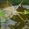 Eichhornia Azurea (1 Unidad) - Imagen 3