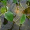 Eichhornia Azurea (1 Unidad) - Imagen 2