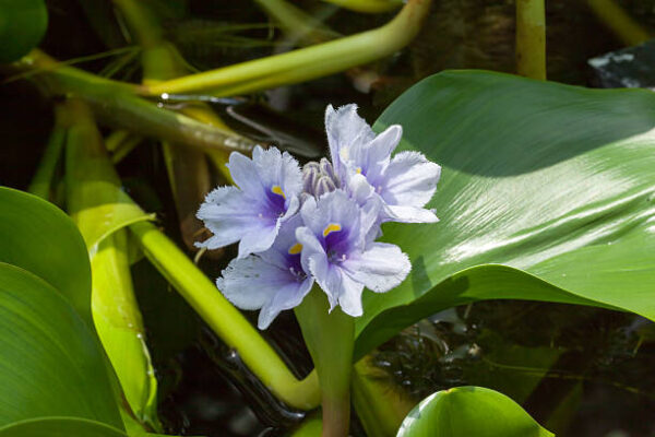 Water hyacinth, Eichhornia azurea, Pontederiaceae, tropical