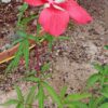 Hibiscus Coccineus ( 1 Unidad) - Imagen 3