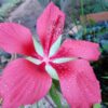 Hibiscus Coccineus ( 1 Unidad) - Imagen 2