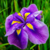 Iris Black Gamecock (1 Unidad) - Imagen 2