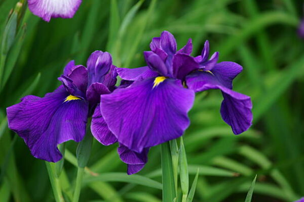 Full bloom of iris field