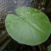 NENUFAR “Attraction” median-grande (1 Unidad) - Imagen 3