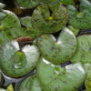 NENUFAR Little-Sue-flower