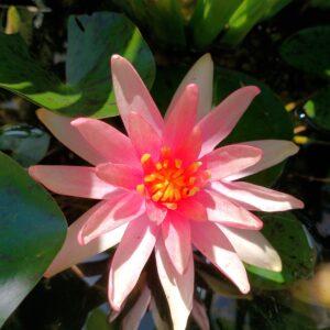 NENUFAR Little-Sue-flower