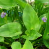 Pontederia Cordata (1 Unidad) - Imagen 2