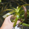 Vallisneria Spiralis (1 Unidad) - Imagen 3