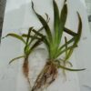 Vallisneria Spiralis (1 Unidad) - Imagen 2
