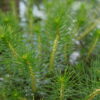 Myriophyllum Propinquum (5 Unidades/Tallos) - Imagen 2