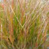 Juncus Articulatus (1 Unidad) - Imagen 2